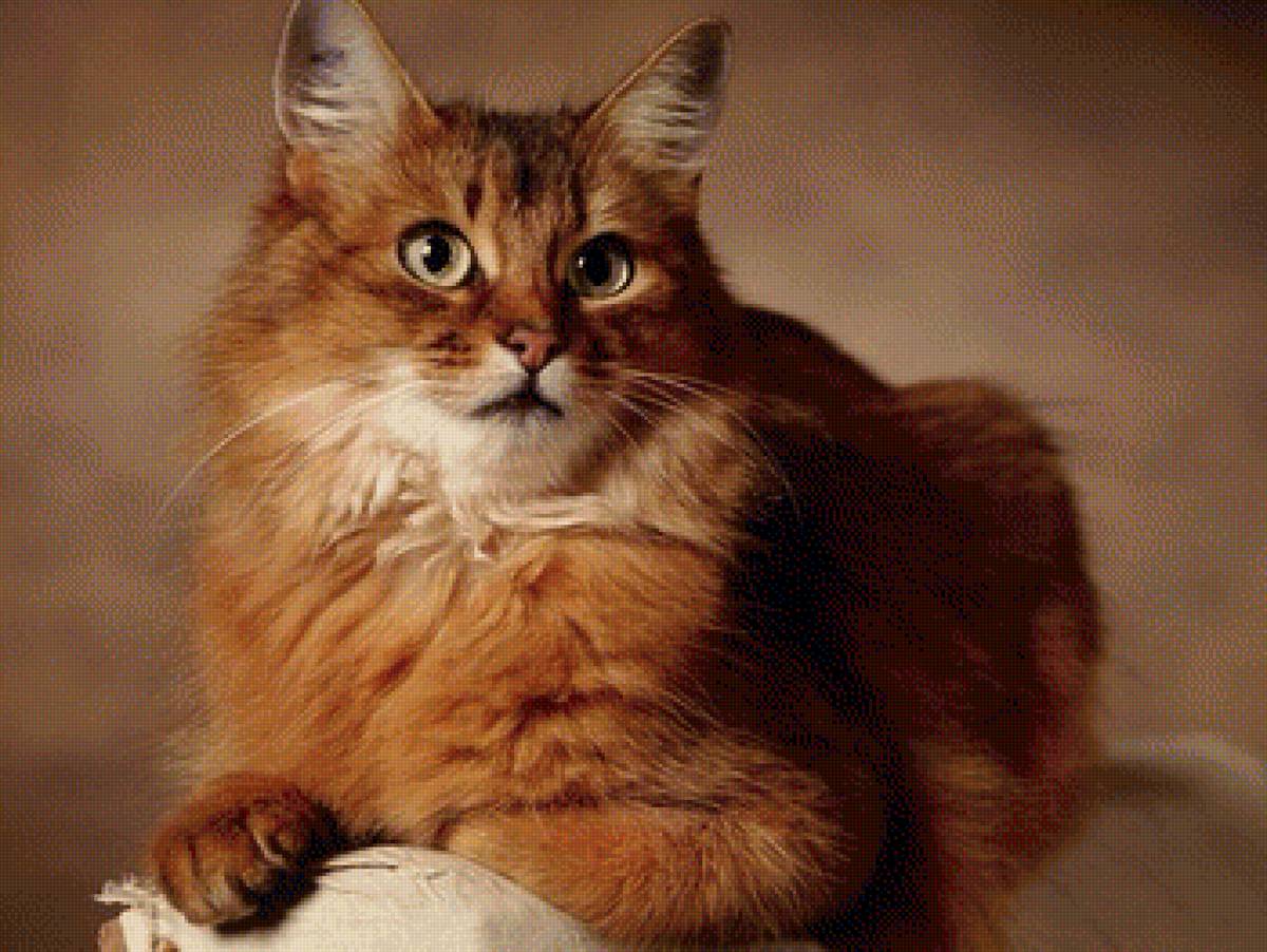 61 - предпросмотр