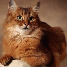 Схема вышивки «61»