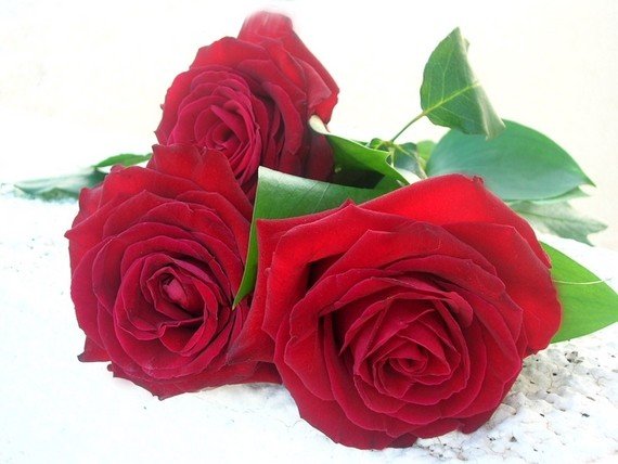 Розы - цветы - оригинал