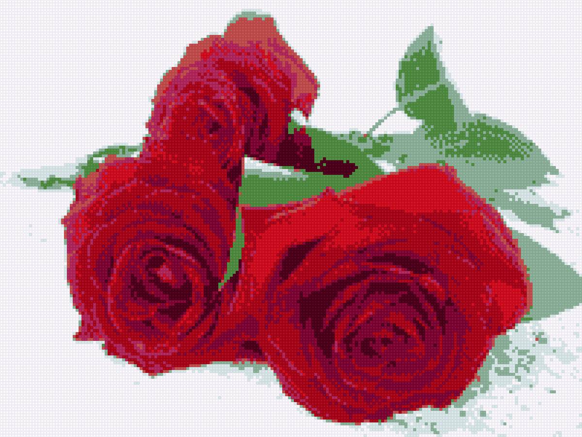 Розы - цветы - предпросмотр