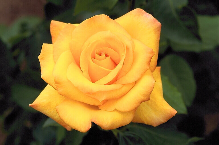 Желтая роза - цветы, розы - оригинал