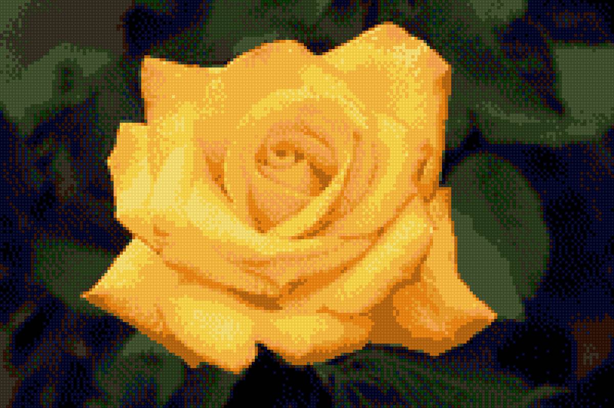 Желтая роза - розы, цветы - предпросмотр