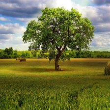 Схема вышивки «Поле»