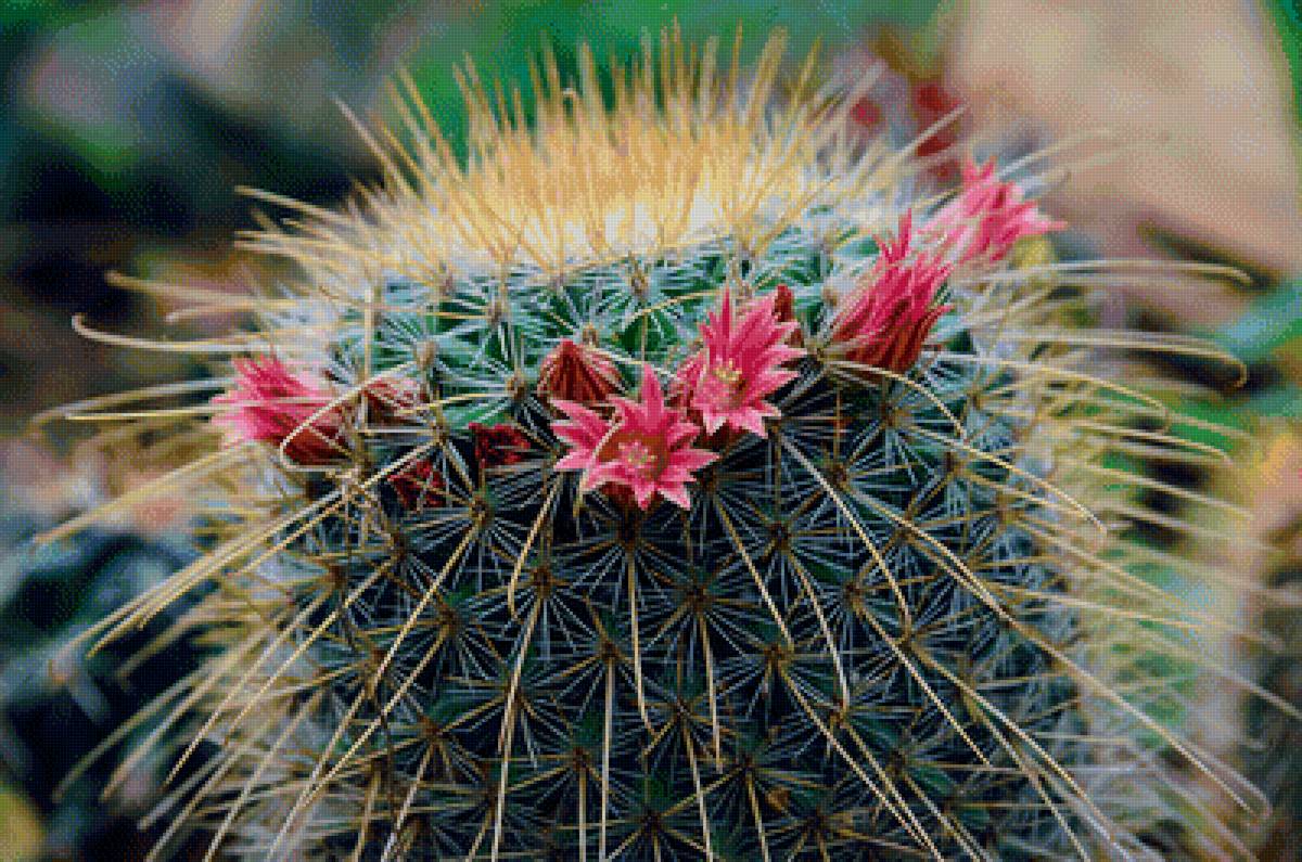 Праздник - предпросмотр