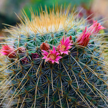 Схема вышивки «Праздник»