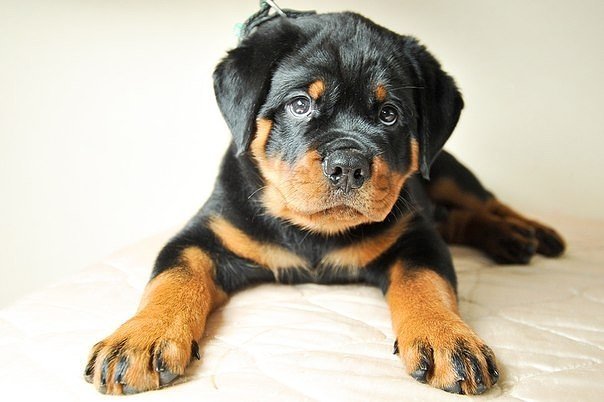 101 - оригинал