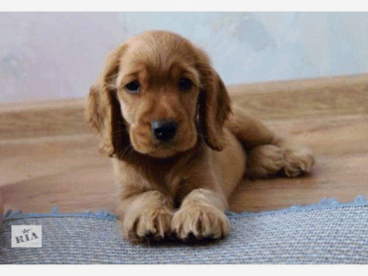 103 - предпросмотр