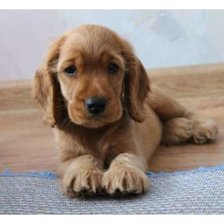 Схема вышивки «103»