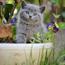 Схема вышивки «137»