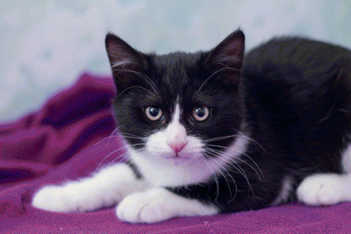 138 - предпросмотр