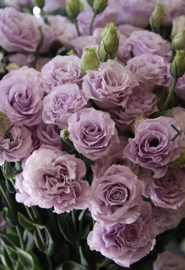 Сиреневая эустома - цветы, сиреневая, фиолетовая, эустома - оригинал