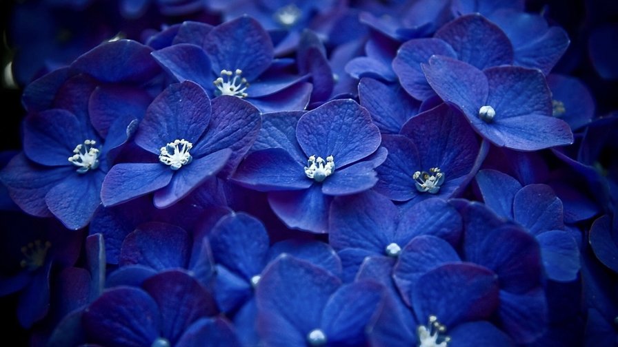 Синяя гартензия - синий, гартензия, цветы - оригинал