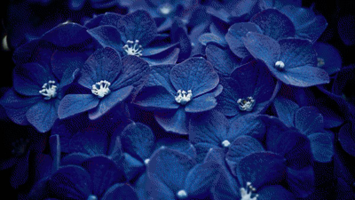 Синяя гартензия - цветы, синий, гартензия - предпросмотр