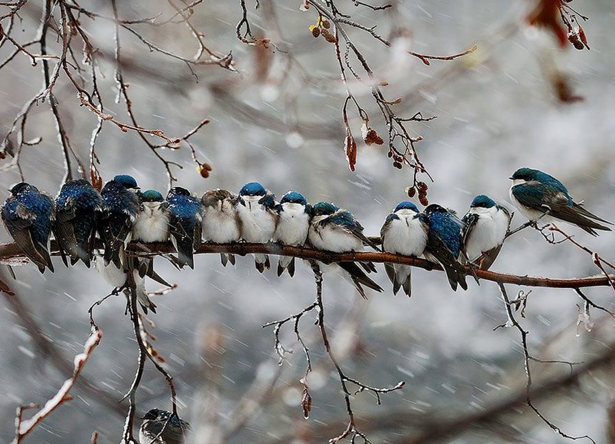 Птички зимой - птички, птицы, снег, ветки, холод, зима - оригинал