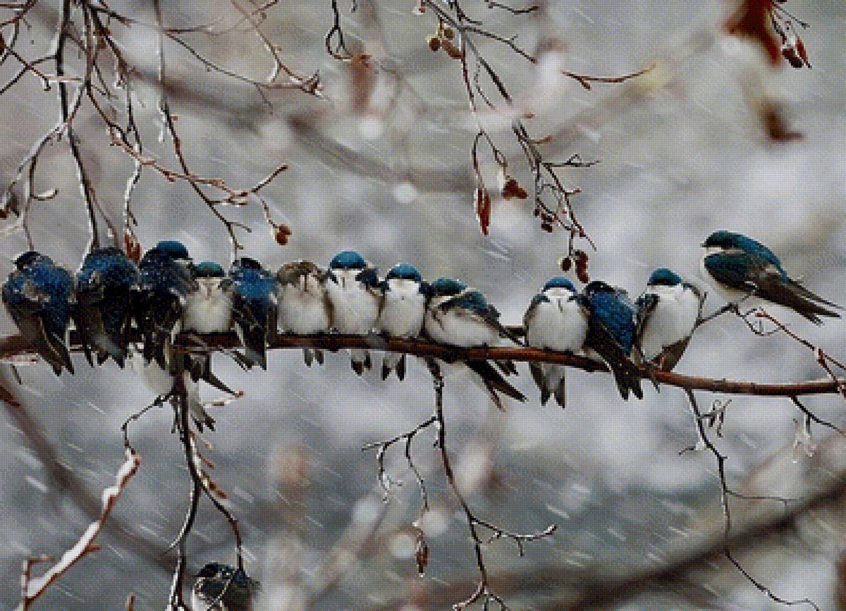 Птички зимой - холод, зима, снег, ветки, птицы, птички - предпросмотр