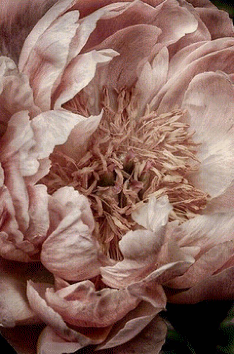 Пион - сердцевина, тычинки, пион, розовый - предпросмотр