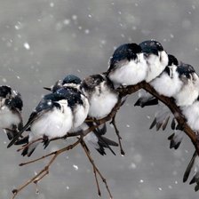 Птички зимой