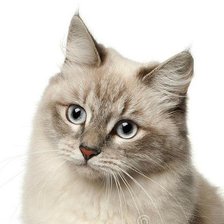 Схема вышивки «153»