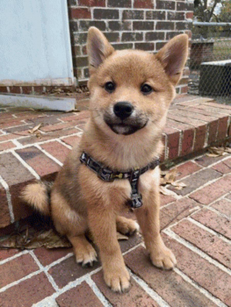 155 - предпросмотр