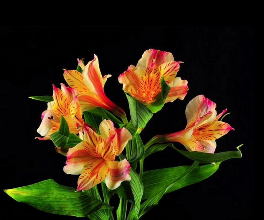 "Цветочный фламенко" - цветок, в красно оранжевых тонах - оригинал