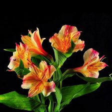 Схема вышивки «"Цветочный фламенко"»