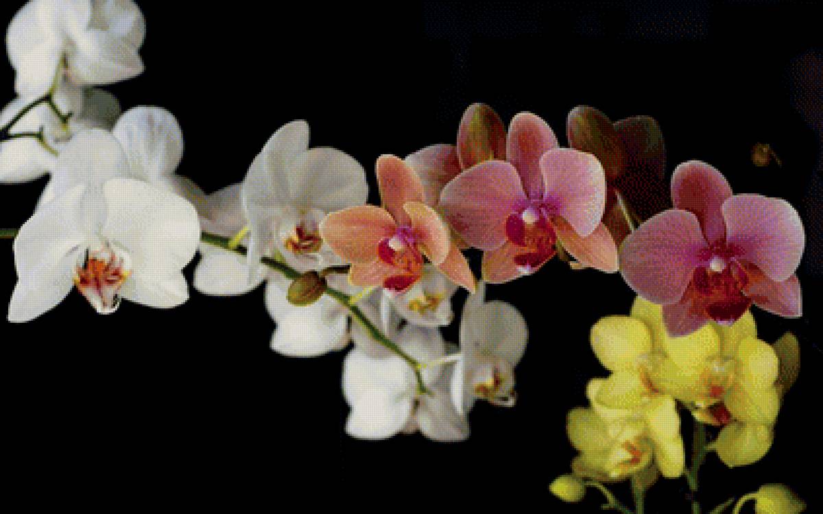 "Азиатские красавицы" - черный фон, орхидеи - предпросмотр
