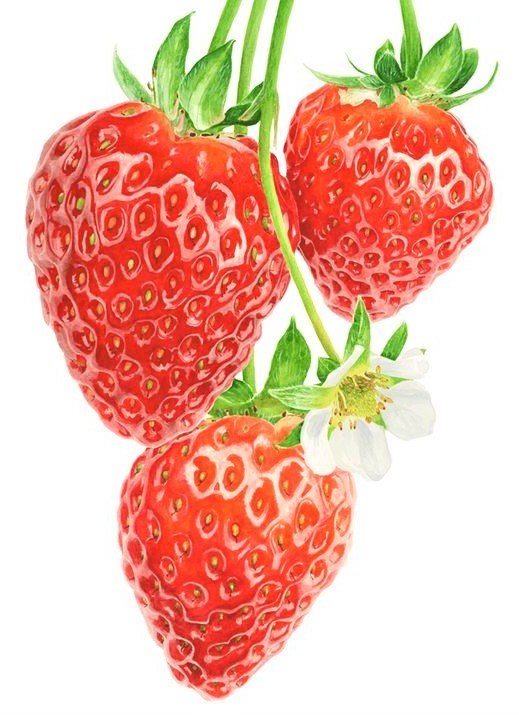 ЗЕМЛЯНИКА - земляника - оригинал