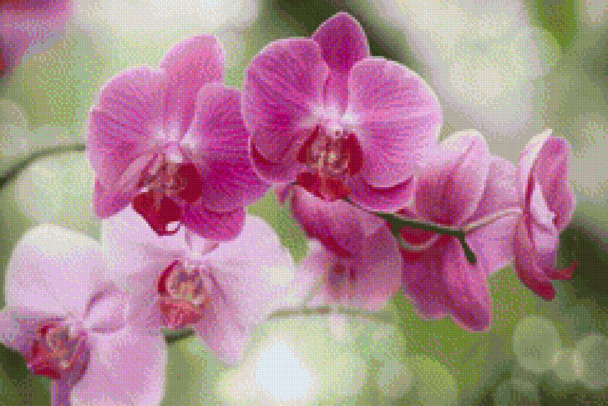 орхидея на зел фоне - предпросмотр