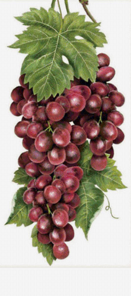 Гроздь винограда - виноград - предпросмотр