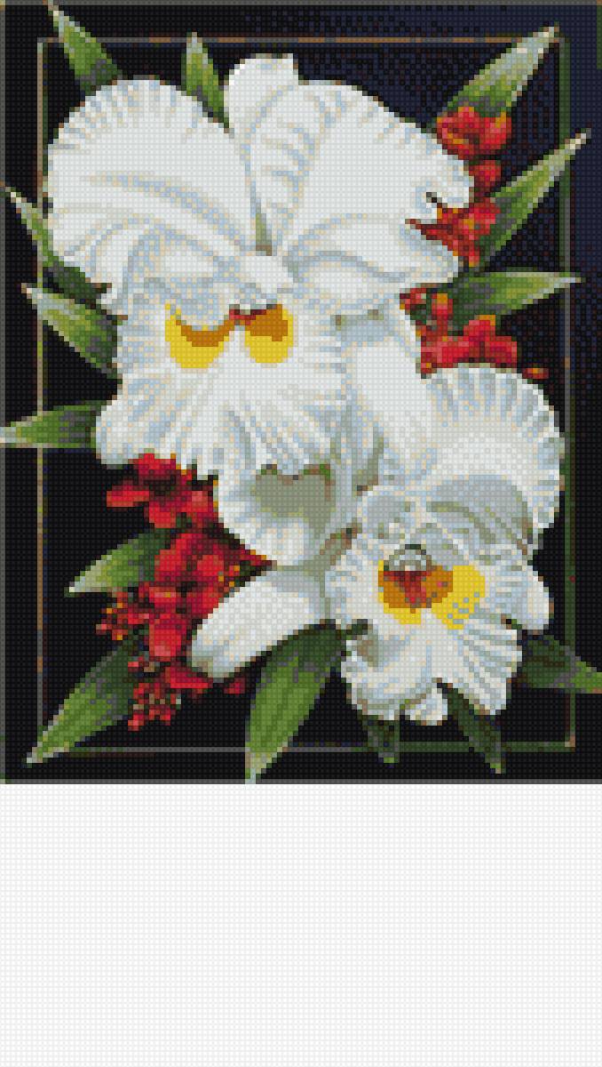 орхидея - цветы - предпросмотр