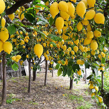 Схема вышивки «№1653883»