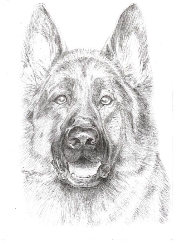 собака2 - оригинал