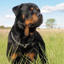 Схема вышивки «ратвеллер»