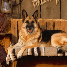 Схема вышивки «№1654603»