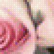 Предпросмотр схемы вышивки «розы» (№1654632)