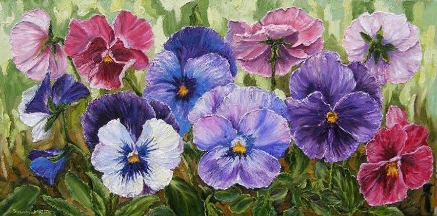 Виола - цветы - оригинал