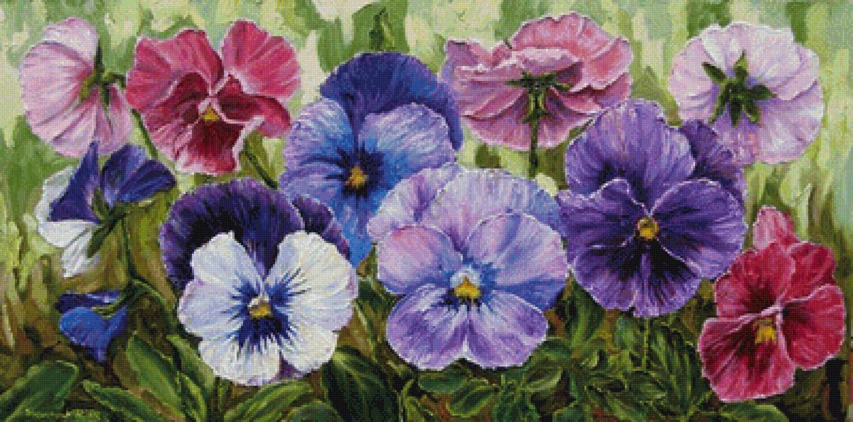 Виола - цветы - предпросмотр