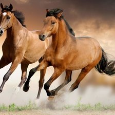 Схема вышивки «"Тандем"»