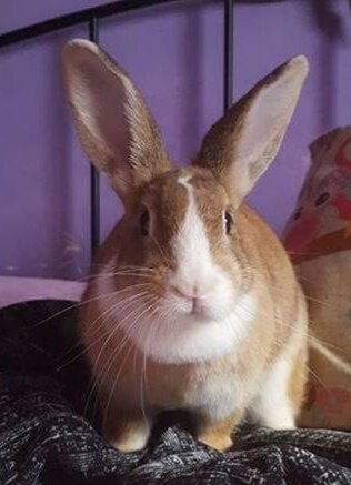 Sandra g2 - оригинал