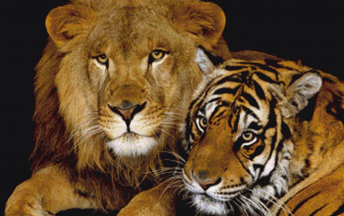 "царь и принц" - лев, тигр, крупный план - предпросмотр