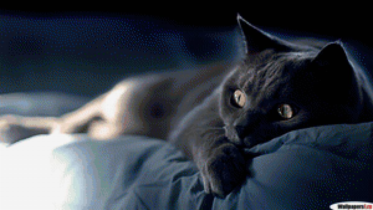 "Бессонница" - кошка, на кровати, ночь - предпросмотр