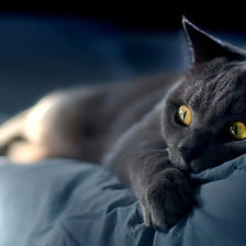 Схема вышивки «"Бессонница"»