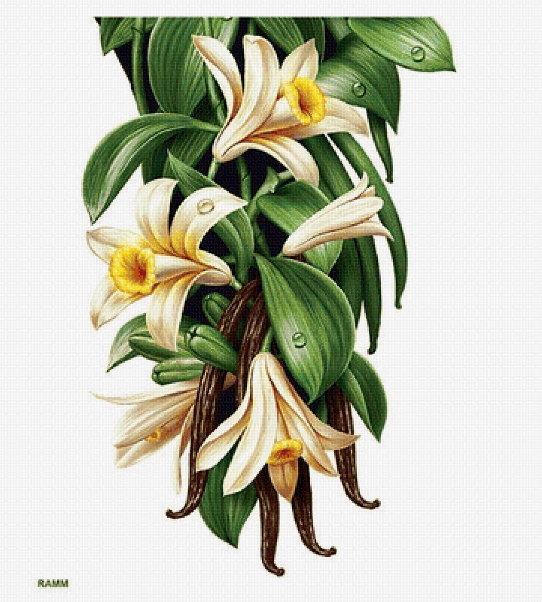 Ванильное дерево - ваниль - предпросмотр