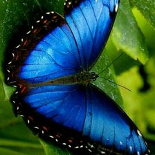 blue butterflay