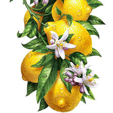 Оригинал схемы вышивки «Лимоны панелька» (№1656348)