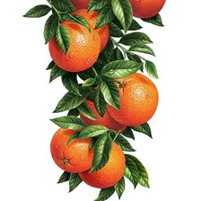 Апельсины панелька