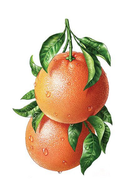 Грейпфрут панелька - оригинал