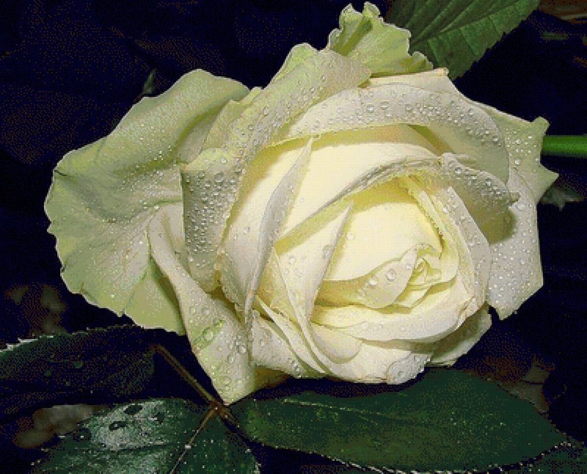 №1656482 - предпросмотр