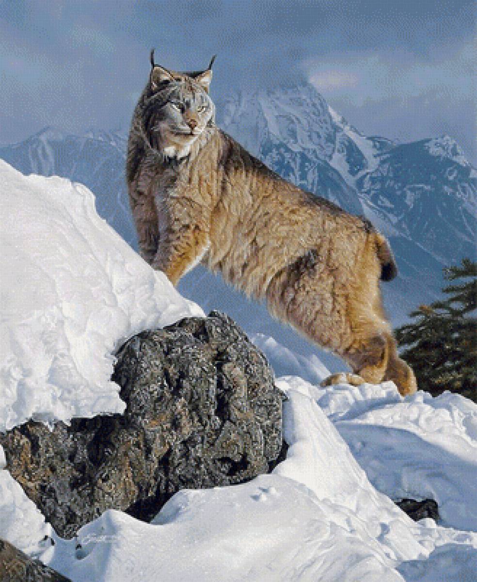 №1657087 - дикие животные - предпросмотр