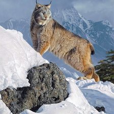 Схема вышивки «№1657087»